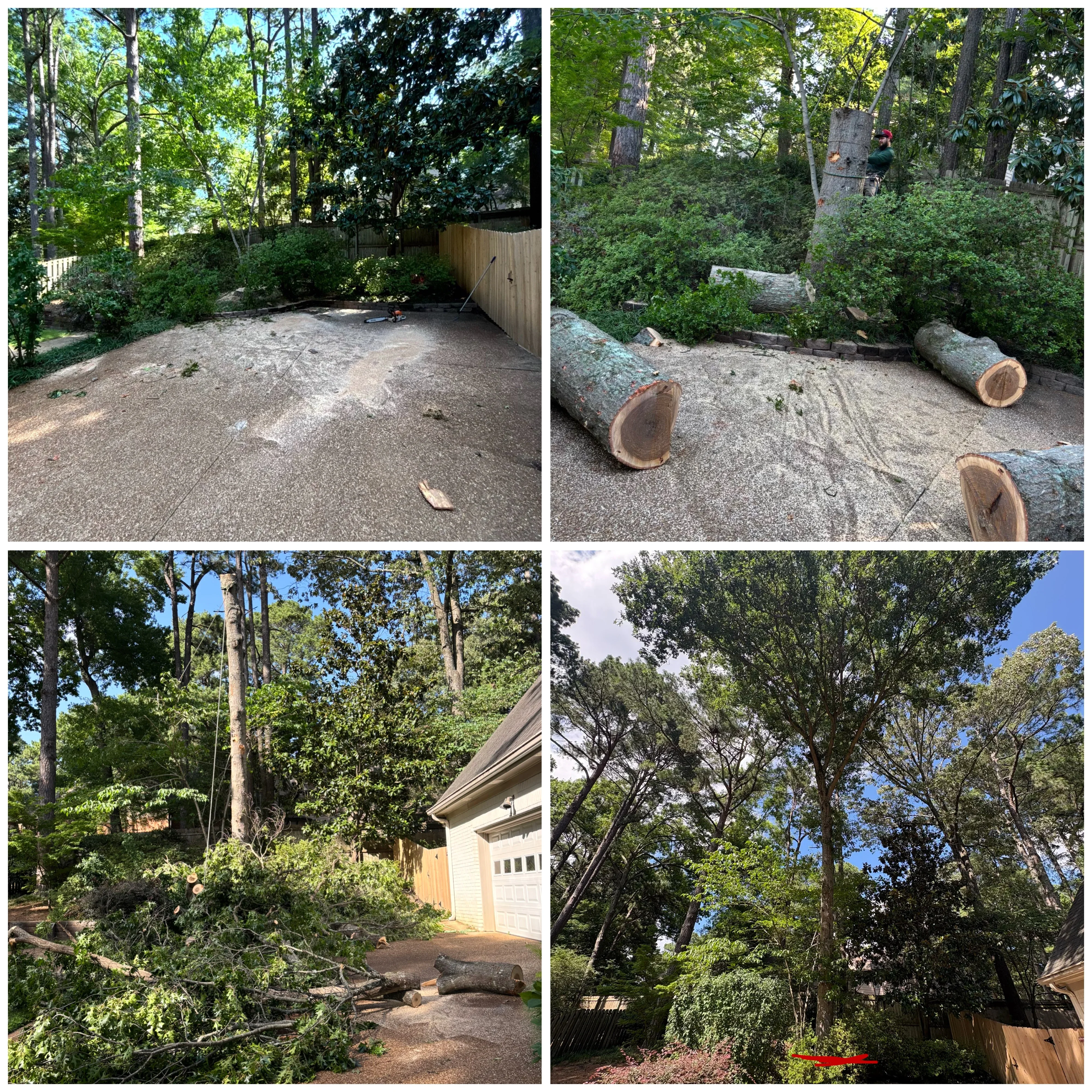 Before and after tree removal showing cleared residential yard with mulch base and mature trees removed