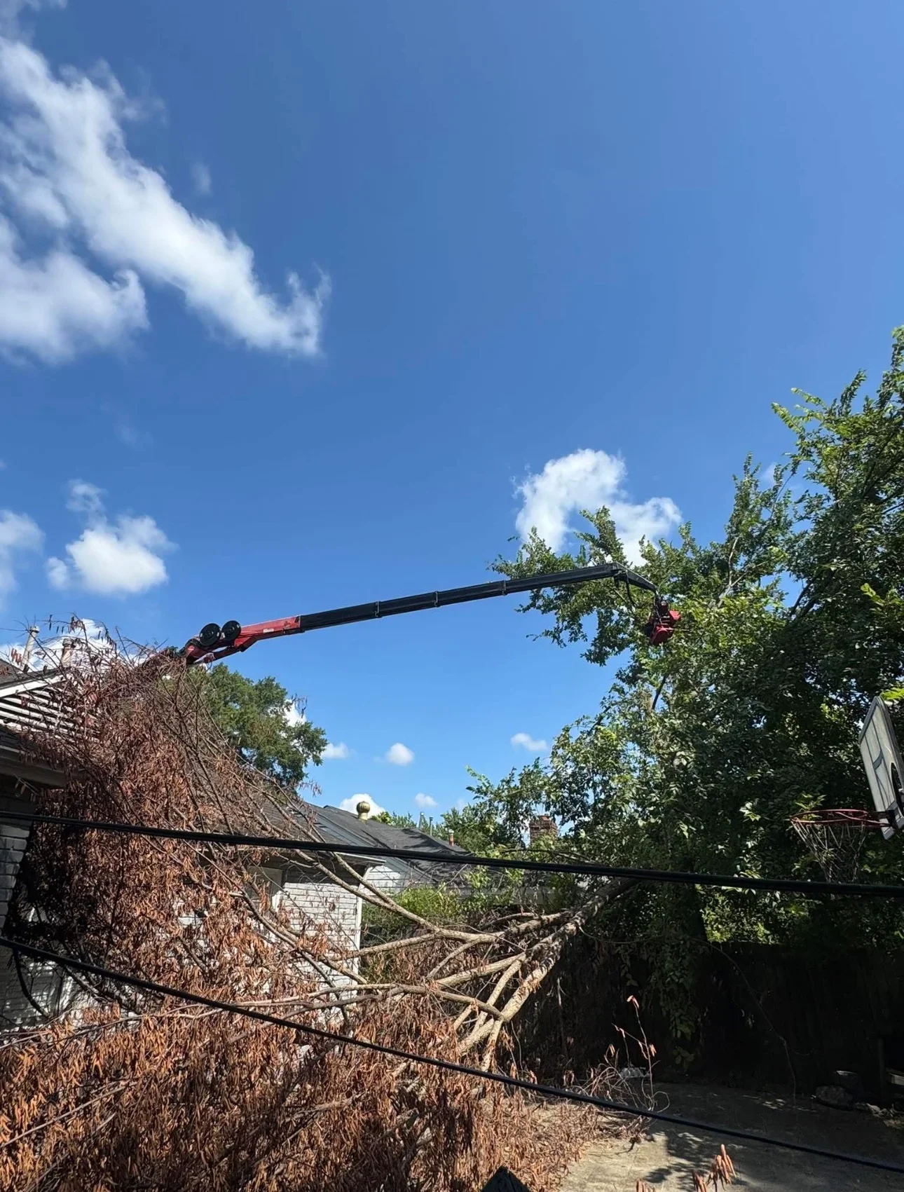 Bucket truck removing large dead tree with operator elevated on platform